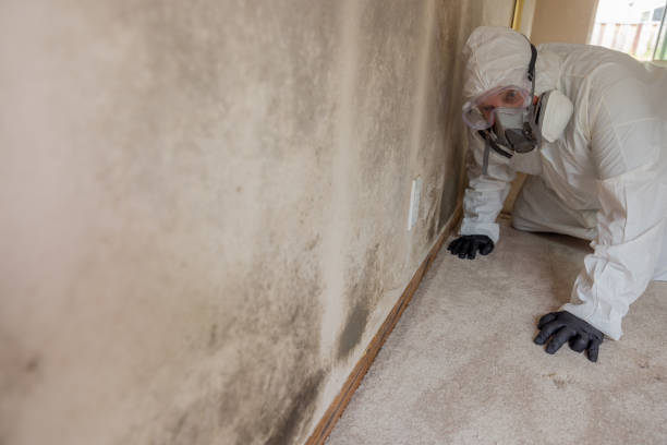 Best Attic Mold Removal in USA